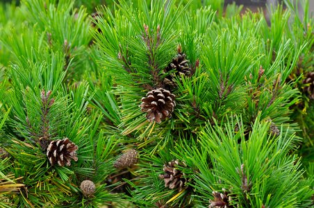 Tap plant green