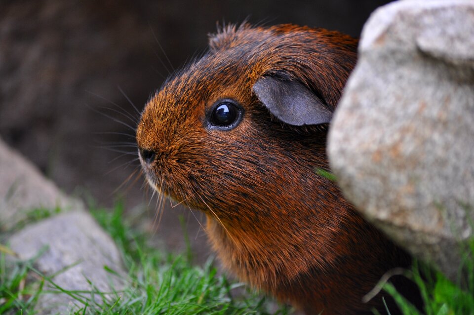 Eyes fur smooth hair