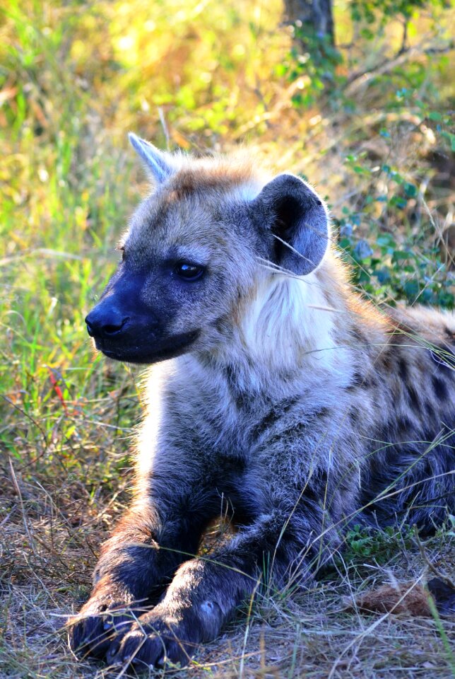 South africa wildlife spotted