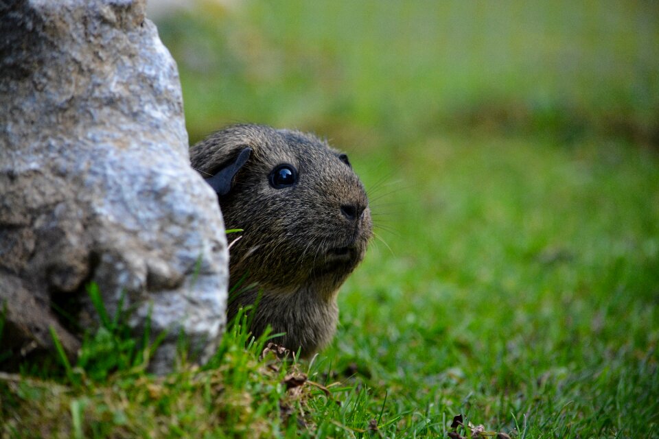 Smooth hair lemonagouti nature