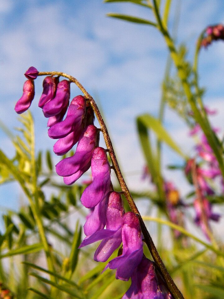 Flowers purple flowers wild flowers