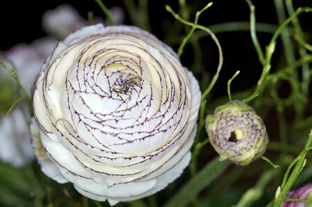 White flower bud