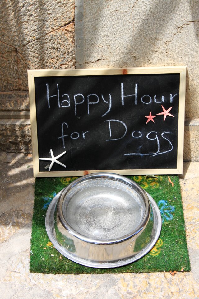 Dog food dog board