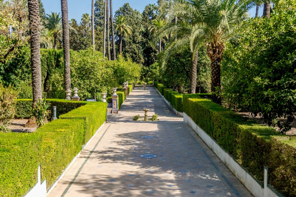 Landscape trees hedge