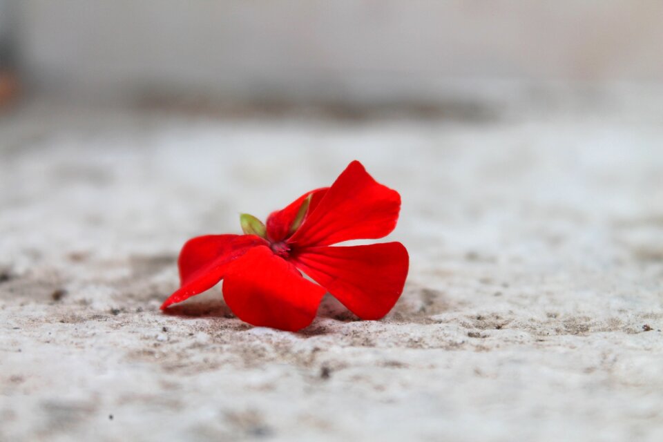 Bloody geranium flora petal