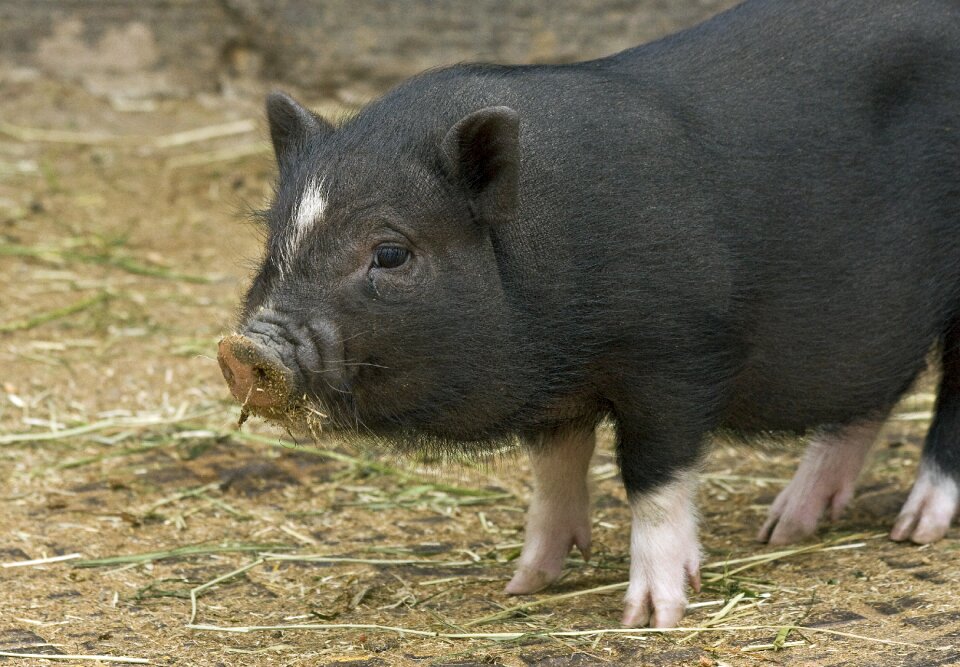 Animal livestock small