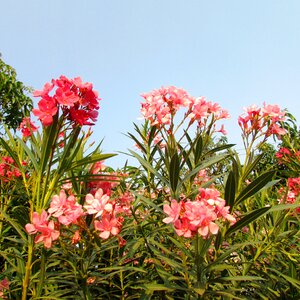 India floral plants