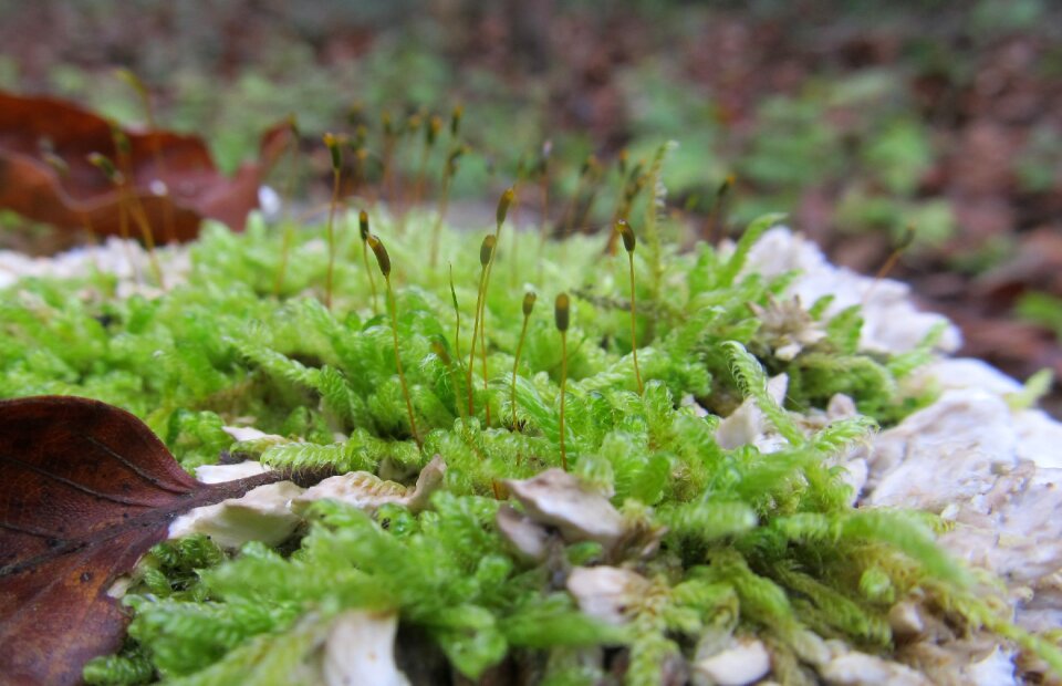 Macro bemoost nature