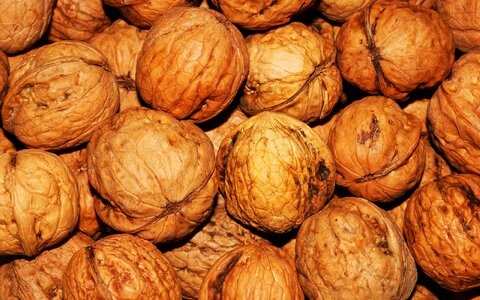 Brown nut healthy photo