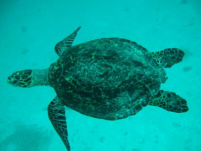 Sea turtle animals
