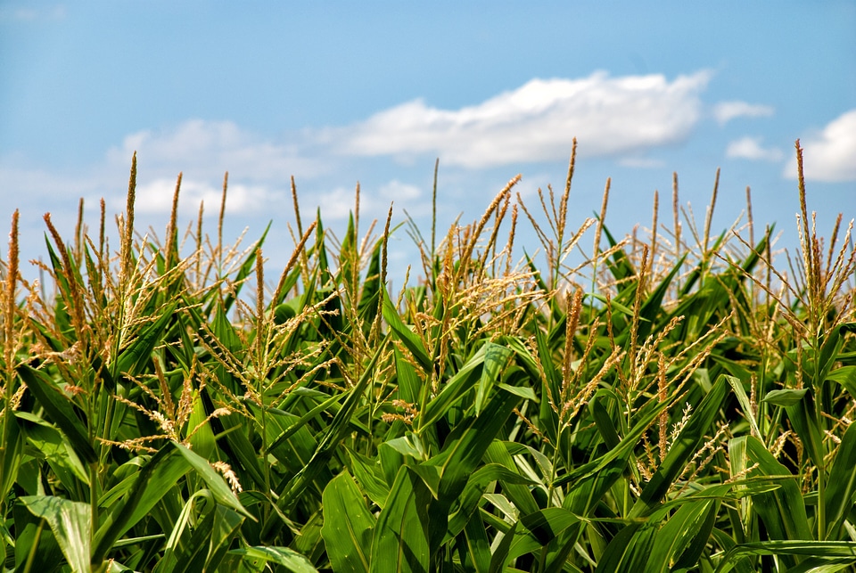 Harvest agriculture plant