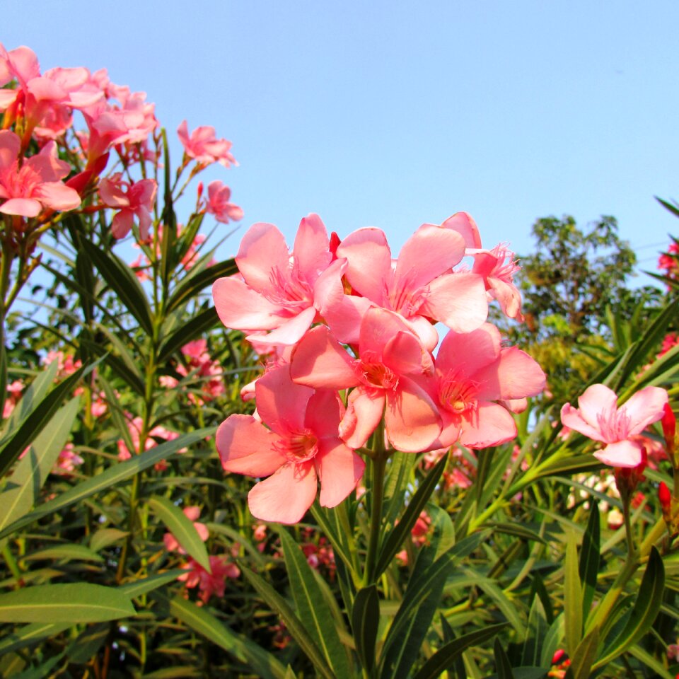 India floral plants
