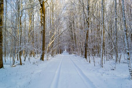 Lane road forest