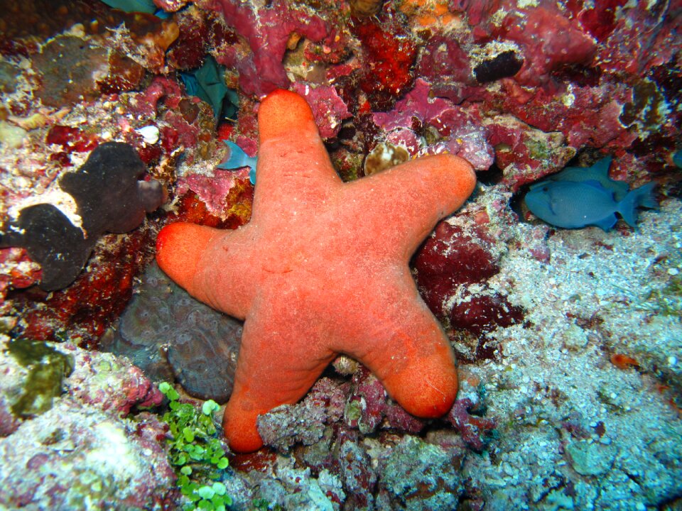 Maldives sea coral