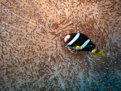 Sea immersion corals photo
