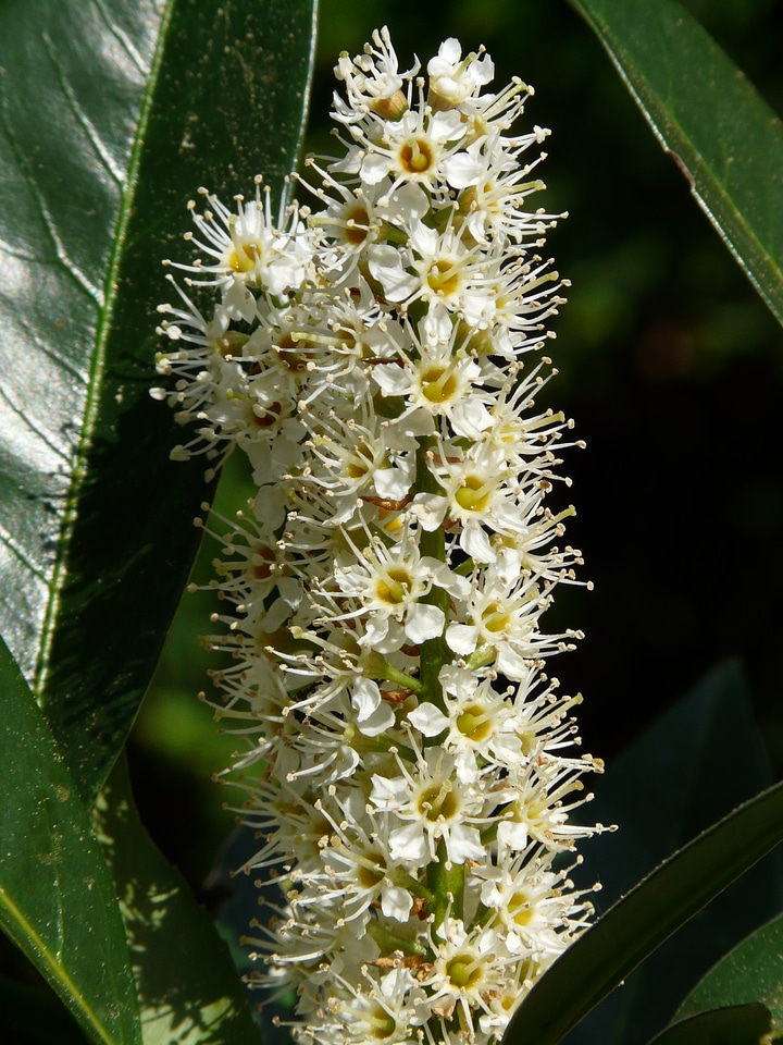 Bush blossom bloom