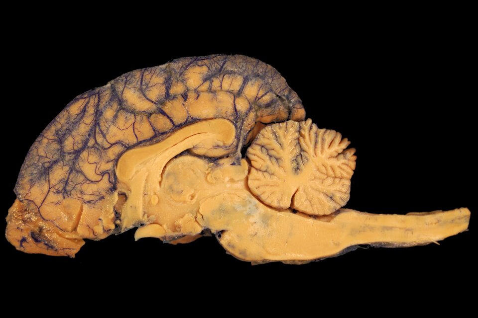 Paerparat horse biology