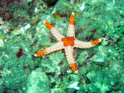 Underwater star water
