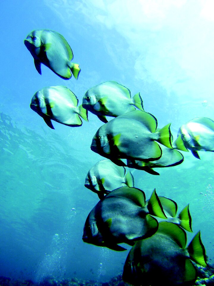 Underwater life sea diving