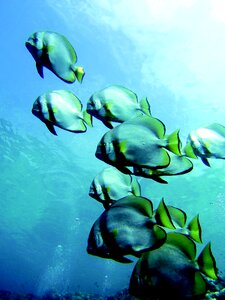 Underwater life sea diving photo