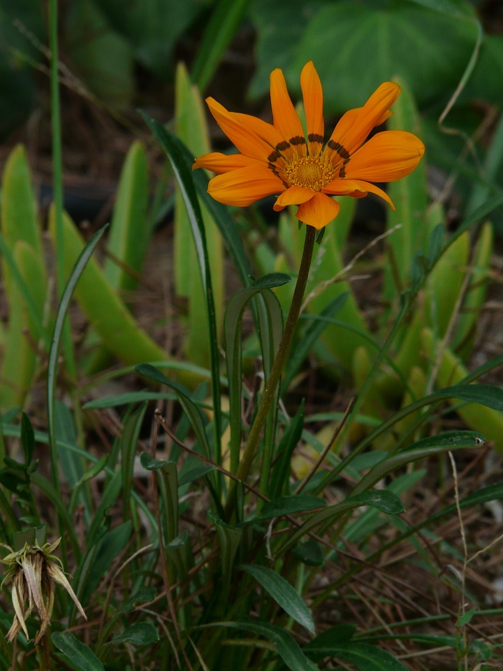 Orange geäugt point number