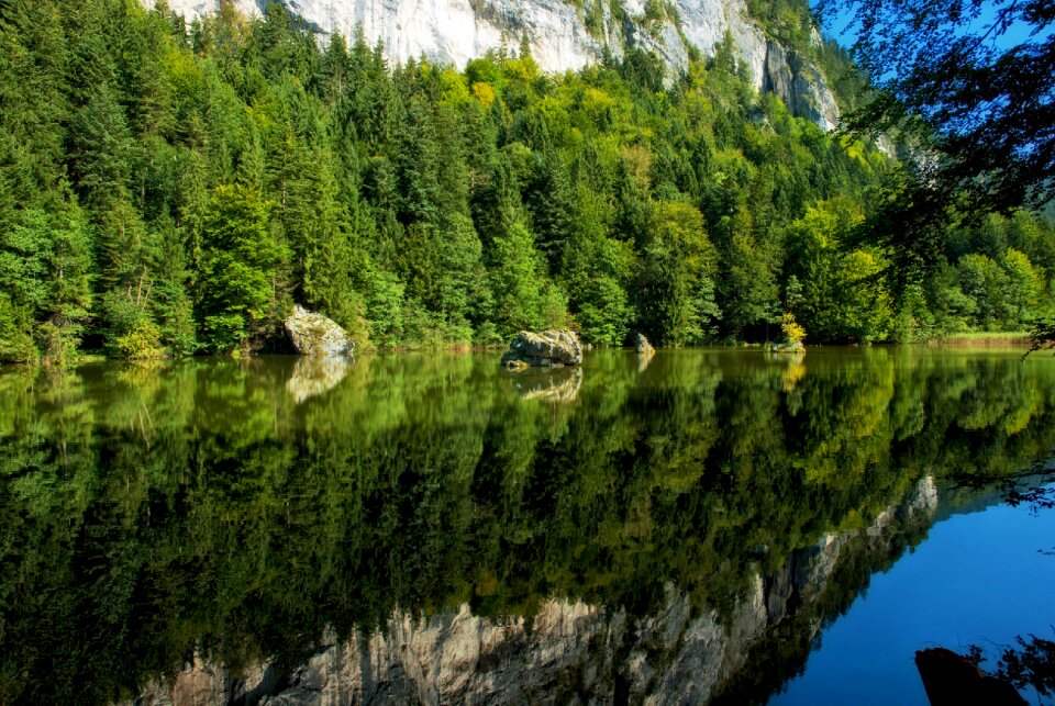 Trees shore shoreline
