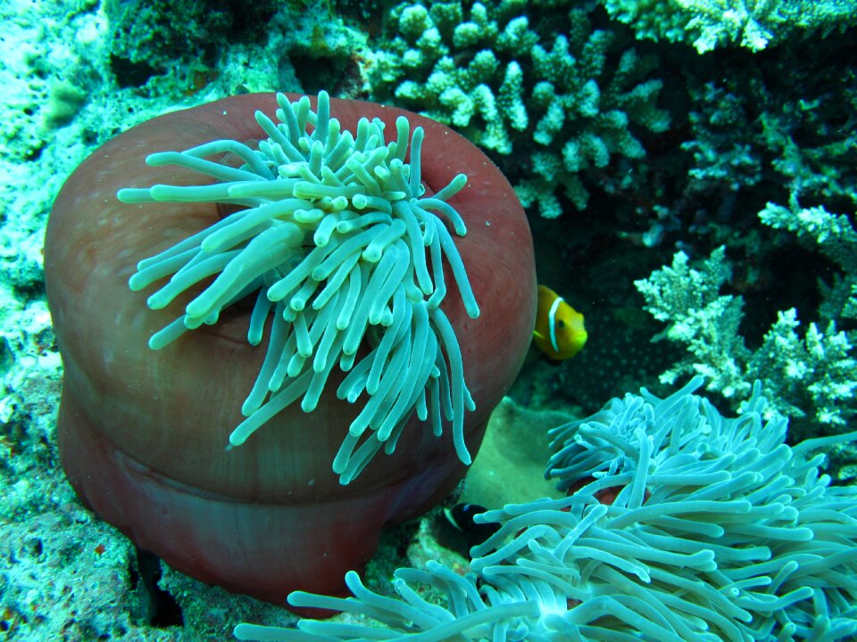 Maldives immersion sea