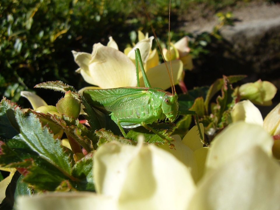 Viridissima flowers grasshopper