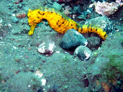 Underwater water maldives photo