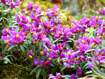 Purple violet flower