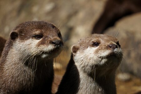 Portrait couple cute