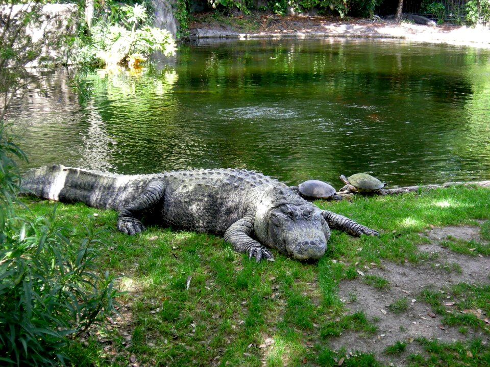 Animal animals wildlife