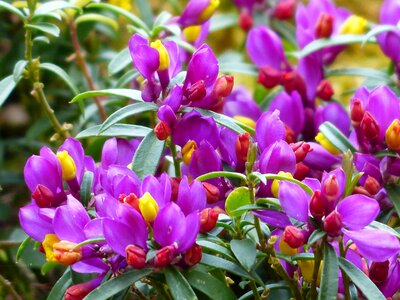 Purple violet flower