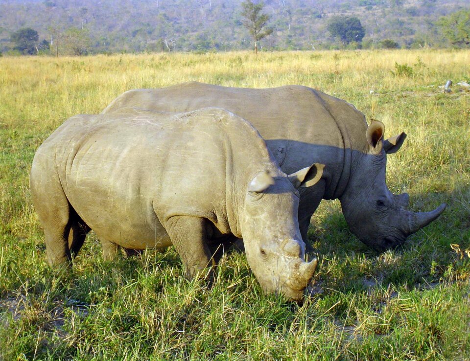 South africa mammal big five