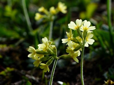 Yellow high primrose primula elatior