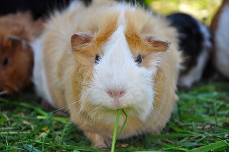 Nager cute animals