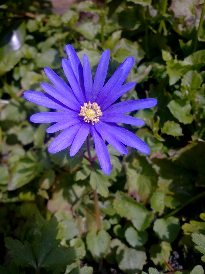 Flower nature plants