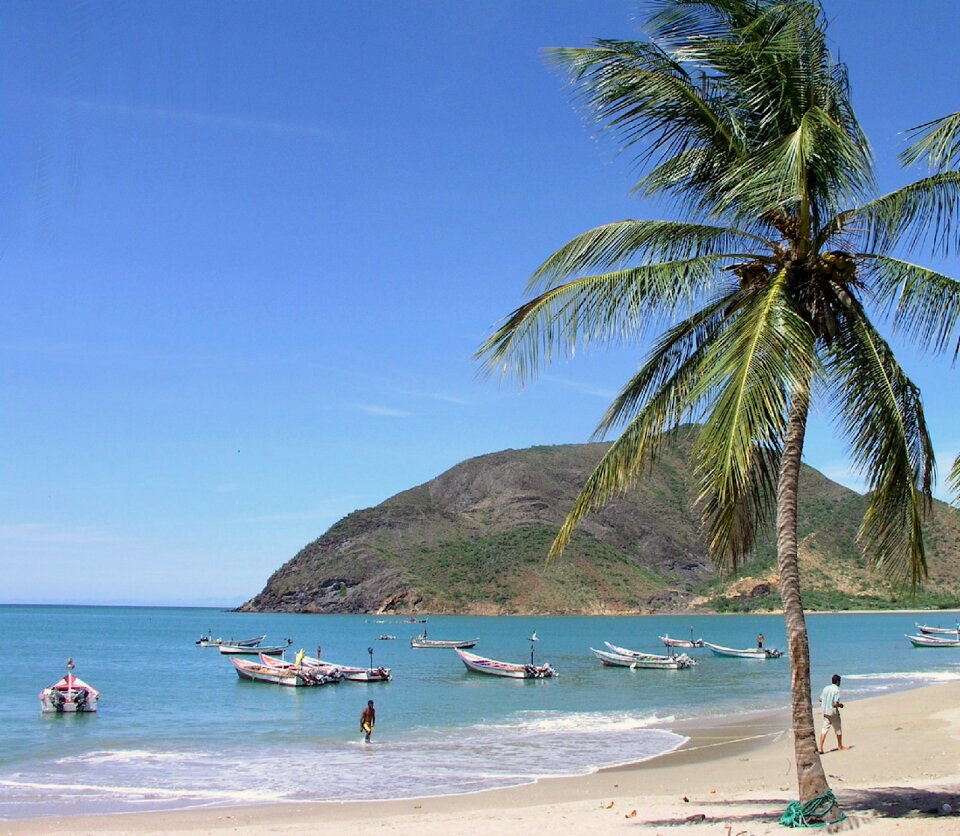 Ocean water palm