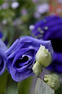 Bloom bouquet festive