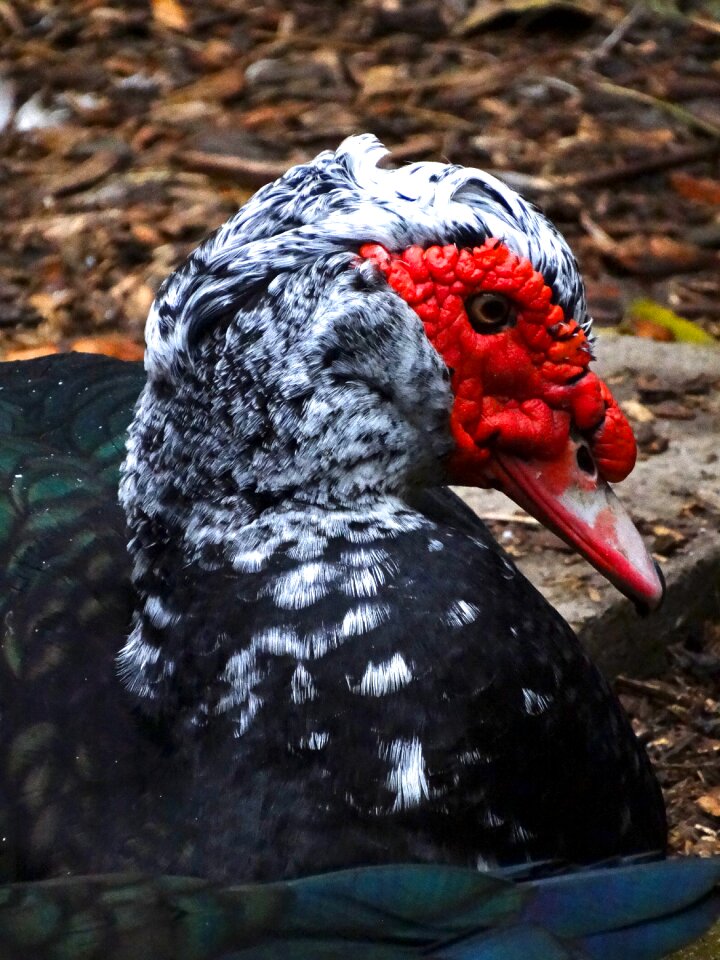 Nature animal world head