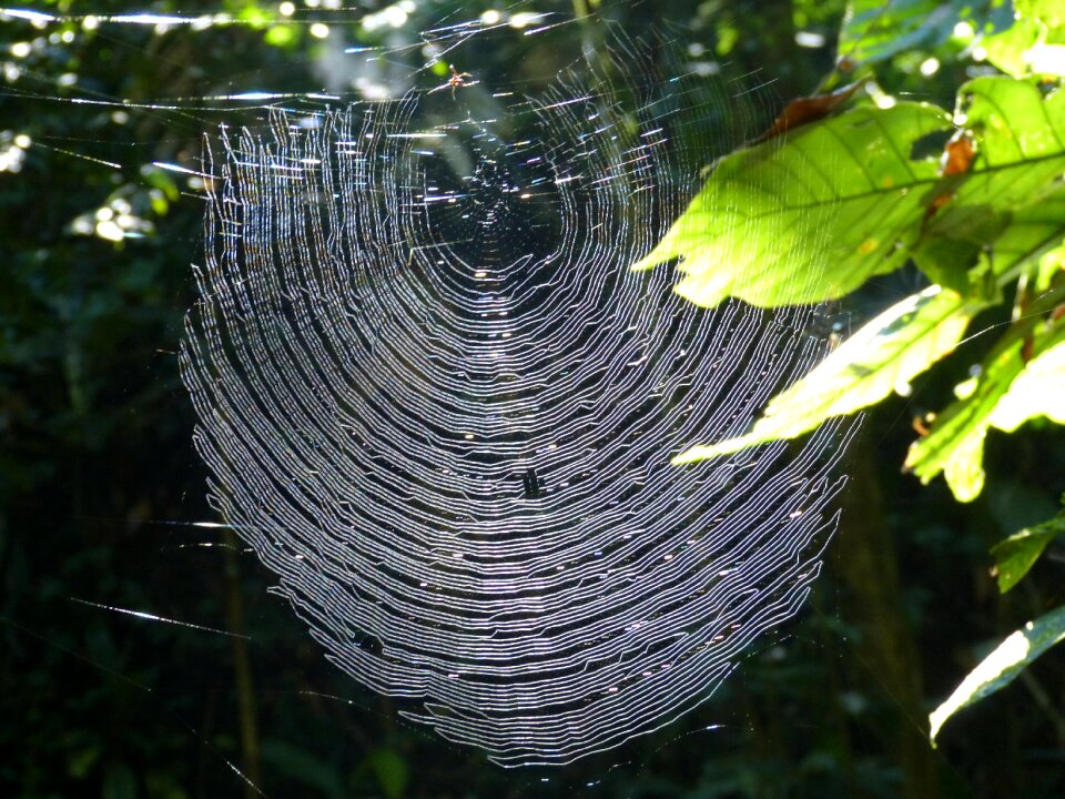 Cobweb insect forest