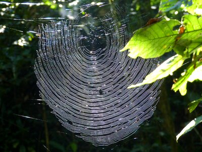 Cobweb insect forest