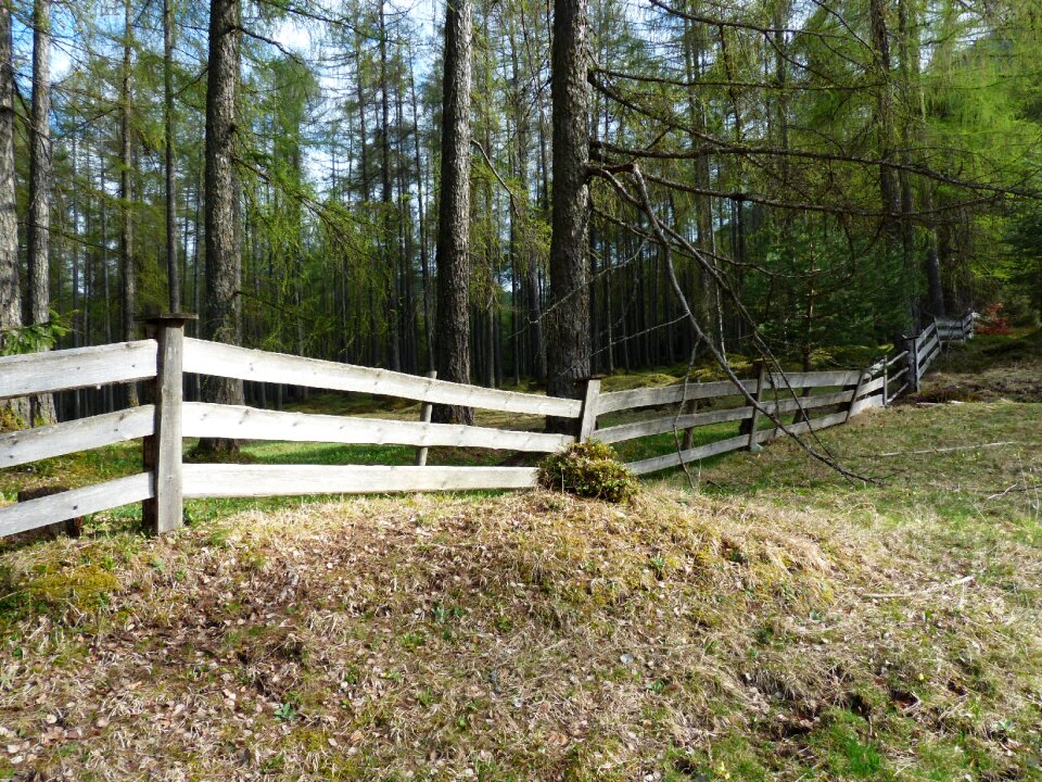Demarcation boards forest