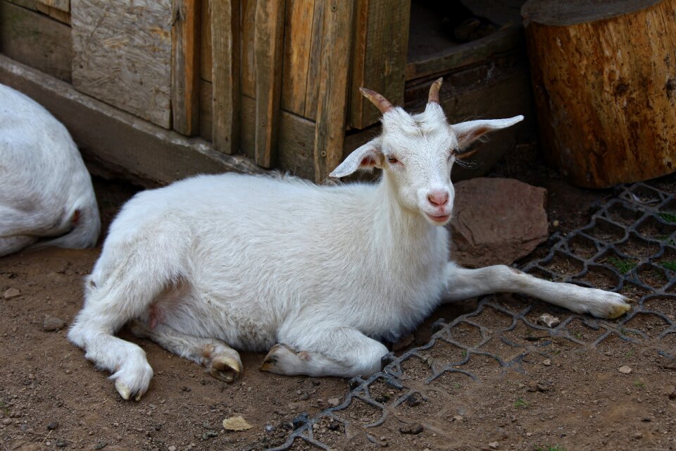 Animal lying enclosure