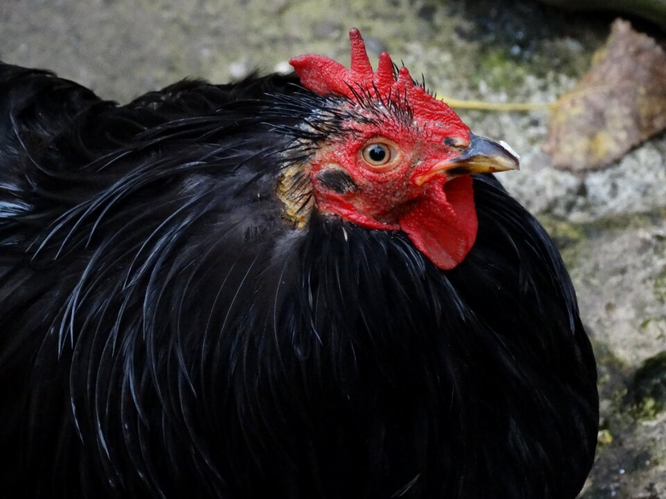 Chicken poultry livestock