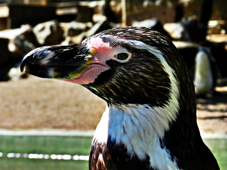 Animal world zoo water bird