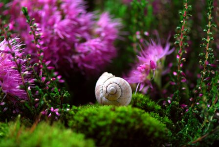 Close up snail shell slowly