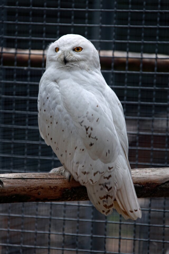 Animal bird enclosure