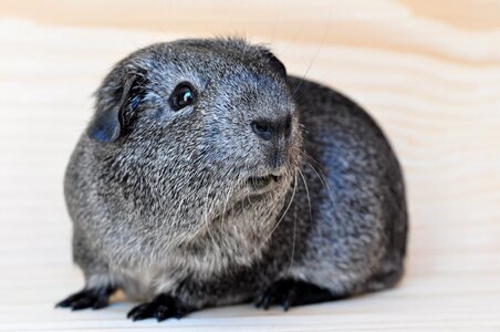 Silver rodent close up
