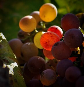 Food harvest healthy